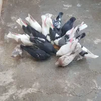 کبوتر پرشی