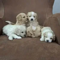 واگذاری سوپر فلت شیتزو خانگی