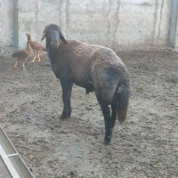 گوسفند نر  مخصوص تخمی کاربلد درجه یک نژاد بروجردی|حیوانات مزرعه|قائم‌شهر, |دیوار