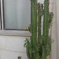 فروش گل با گلدان
