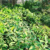 نهالستان سینا(تولید کننده نهال استوایی و گرمسیری)|گل و گیاه طبیعی|میناب, |دیوار