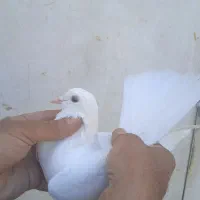 کبوتر|پرنده|تهران, فرزانه|دیوار