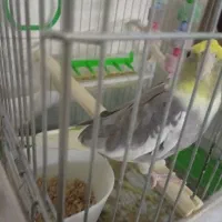 عروس هلندی مولد