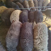 گوسفند زنده بره میش قربانی|حیوانات مزرعه|قرچک, صالح آباد|دیوار