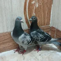 نروماده‌عراق