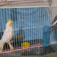 عروس هلندی
