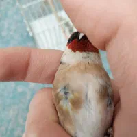 سهره نشون دار بخون گردن کلفت