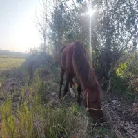 ۱عدد اسب نریان نژاد ۲رگ به همراه ۱عدد بز ماده|اسب و تجهیزات اسب‌سواری|آستانه اشرفیه, |دیوار