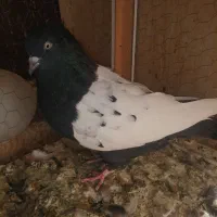 دمسفید و سینه ای