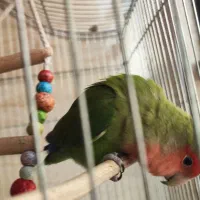 طوطی برزیلی|پرنده|ری, ملکآباد|دیوار