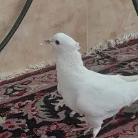 سبز کاکل پاپر|پرنده|فسا, |دیوار