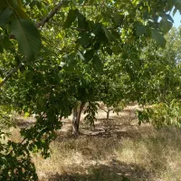 500متر باغ انگور جنب جاده اصلی|فروش دفتر صنعتی، کشاورزی، تجاری|شهرکرد, |دیوار