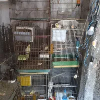 عروس هلندی|پرنده|رباط‌کریم, رباط‌کریم|دیوار