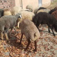 گوسفندوکاورنر