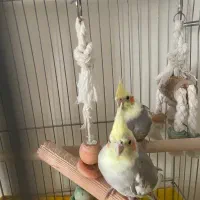 عروس هلندی رام|پرنده|پردیس, فاز ۱|دیوار