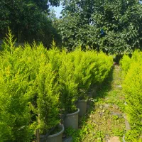 نهال آووکادو و کاج لاوسون|گل و گیاه طبیعی|واجارگاه, |دیوار