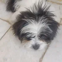 سگ خانگی نژاد شیتزو