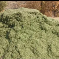 علف نرمه گیاه قاطی باجاروگزره هم گوسفندی هم گاوی