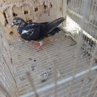 سوسکی سیاه
