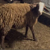 گوسفند پرواری نر