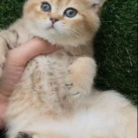 گربه آپارتمانی|گربه|شیراز, فرهنگ شهر|دیوار