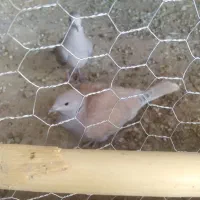 کبوتر خانگی|پرنده|کرباسک, |دیوار