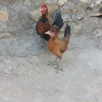 مرغ و خروس پا کوتاه
