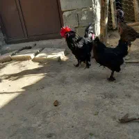 مرغ زینتی