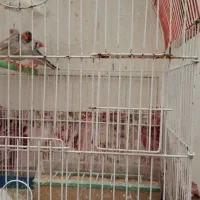 فنج جفت وتکی۱۰۰ هزار تومان|پرنده|تبریز, |دیوار