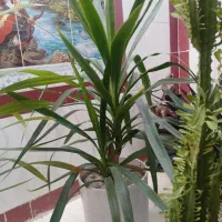 گلهای سرحال وشاداب.|گل و گیاه طبیعی|نورآباد ممسنی, |دیوار