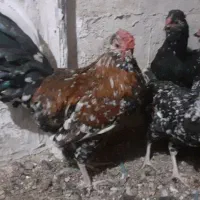 تخم نطفه دار گلین|حیوانات مزرعه|اردبیل, |دیوار