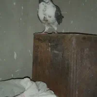 کفتر پرشی شهریار|پرنده|شهریار, شهریار|دیوار