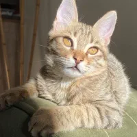 واگذاری بچه گربه