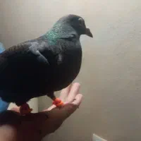 اشیا|حیوانات|سبزوار, قلعه‌نو دهزار|دیوار