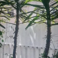 درختچه یوکا