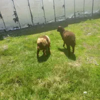 باسلام دو تا کاور به فروش می رسد