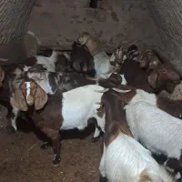 فروش بز|حیوانات مزرعه|قیدار, |دیوار