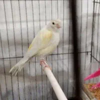 قناری ماده لیمویی 5تخمه جوجه بزرگ کن