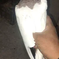 کبوتر طوقی|پرنده|جوین, |دیوار