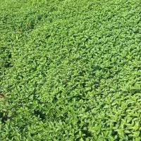 ریشه نعنا فلفلی