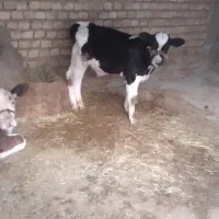 فروش دو راس گاو با گوساله