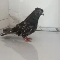 کبوتر  سرور نر