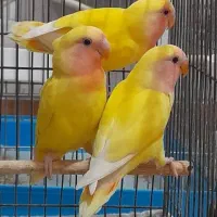 کوتوله فول دستی