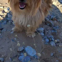 سگ پا کوتا خیلی خوشگل