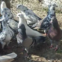 کفترخوب|پرنده|آستانه اشرفیه, |دیوار