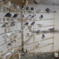 کبوتر فروشی