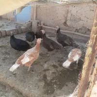 فروش بوقلمون