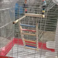 قفس پرنده|لوازم جانبی حیوانات|آبپخش, |دیوار