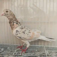 کبوتر سار سرور هفرنگ