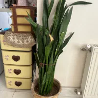 گل های شاداب|گل و گیاه طبیعی|شیراز, لاله|دیوار